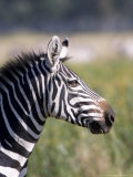 Burchells Zebra, Stallion Head Profile, Kenya Photographic Print by Mike Powles