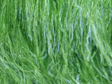 Seaweed, Caithness, Scotland Lámina fotográfica por Iain Sarjeant