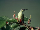 Purple Sunbird, Gal Oya National Park, Sri Lanka Photographic Print by Mary Plage