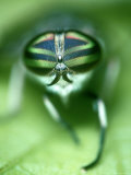 Striped Horsefly, Tabanus Lineola Lámina fotográfica por James H. Robinson Striped Horsefly, Tabanus Lineola Lámina fotográfica por James H. Robinson