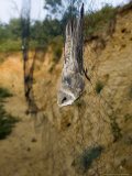 Sand Martin in Mist Net in Front of Nest Holes, UK Photographie par Mike Powles