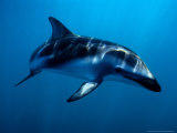 Dusky Dolphin, Underwater, New Zealand Fotografisk trykk av Gerard Soury