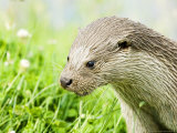 Otter Adult Portrait, UK Photographic Print by Mike Powles