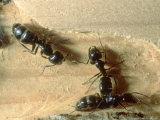 Carpenter Ants, Nests in Fallen Log, California, USA Photographic Print by Frank Schneidermeyer