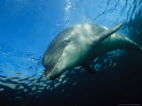 Bottlenose Dolphin, Pointe Du Raz, France Lámina fotográfica por Gerard Soury
