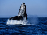 Humpback Whale, Hitting Water Photographic Print by Gerard Soury