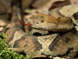 Northern Copperhead, Portrait, USA Photographic Print by Frank Schneidermeyer