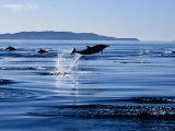 Long-Nosed Common Dolphin, Jumping, Sea of Cortez Photographie par Gerard Soury