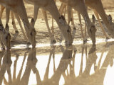 Impala, Drinking from Waterhole, Botswana Fotografisk tryk af Richard Packwood Impala, Drinking from Waterhole, Botswana Fotografisk tryk af Richard Packwood