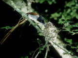 Paradise Flycatcher, Sri Lanka Photographic Print by Mary Plage