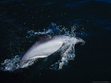 Hectors Dolphins, Porpoising, New Zealand Lámina fotográfica por Gerard Soury