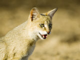 Indian Wild Cat, Ranthambhore, India Lámina fotográfica por Mike Powles Indian Wild Cat, Ranthambhore, India Lámina fotográfica por Mike Powles