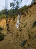 Sand Martin in Mist Net in Front of Nest Holes, UK Photographie par Mike Powles