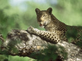 Leopard, Resting in Tree During Heat of the Day, Botswana Lámina fotográfica por Richard Packwood
