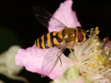 Hoverfly, Adult Basking on Flower, Cambridgeshire, UK Lámina fotográfica por Keith Porter Hoverfly, Adult Basking on Flower, Cambridgeshire, UK Lámina fotográfica por Keith Porter