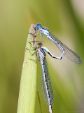 Common Damselfly, Male and Female Pre Wheel Position, UK Lámina fotográfica por Mike Powles Common Damselfly, Male and Female Pre Wheel Position, UK Lámina fotográfica por Mike Powles