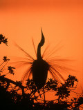 Great Egret, Displaying, Courtship Photographic Print by James H. Robinson