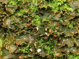 Lichen, Inverness-Shire, Scotland Lámina fotográfica por Iain Sarjeant
