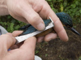 Kingfisher, Bird Ringer Measuring Primary Feathers, UK Photographie par Mike Powles