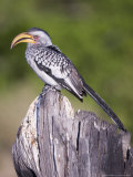 Yellowbilled Hornbill, Moremi, Botswana Lámina fotográfica por Mike Powles