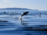 Long-Nosed Common Dolphin, Porpoising, Sea of Cortez Lámina fotográfica por Gerard Soury Long-Nosed Common Dolphin, Porpoising, Sea of Cortez Lámina fotográfica por Gerard Soury
