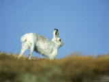 Mountain (Blue) Hare, Monadhliath Mtns, Scotland Lámina fotográfica por Richard Packwood Mountain (Blue) Hare, Monadhliath Mtns, Scotland Lámina fotográfica por Richard Packwood