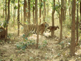 Tiger, Tigress with Kill, Orissa, India Photographic Print by Mary Plage