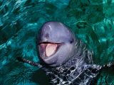 Irrawaddy Dolphins, Jaya Anca Aquarium, Indonesia Lámina fotográfica por Gerard Soury
