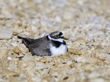 Little Ringed Plover, Male Incubating, UK Lámina fotográfica por Mike Powles Little Ringed Plover, Male Incubating, UK Lámina fotográfica por Mike Powles