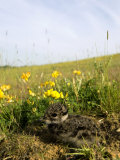 Lapwing, Young in Wildflower Meadow, UK Photographie par Mike Powles