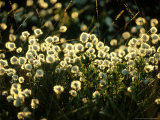 Bog Cotton, Backlit Photographic Print by Iain Sarjeant