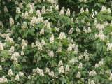 Horse Chesnut in Flower, Aesculus Hippocastanum Photographie par Iain Sarjeant