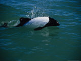 Commersons Dolphin, Porpoising, Argentina Lámina fotográfica por Gerard Soury Commersons Dolphin, Porpoising, Argentina Lámina fotográfica por Gerard Soury
