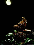 Atlas Moth, with Chrysalis, Indonesia Fotografisk tryk af Mary Plage