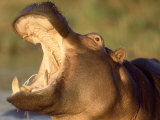 Hippopotamus, Gaping Agressively, Moremi Game Reserve, Botswana, Photographic Print