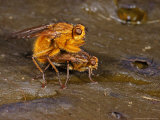 Dung Flys, Mating Pair, Cambridgeshire, UK Lámina fotográfica por Keith Porter Dung Flys, Mating Pair, Cambridgeshire, UK Lámina fotográfica por Keith Porter
