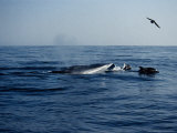 Fin Whale, with Dolphins and Shearwater, Azores Lámina fotográfica por Gerard Soury Fin Whale, with Dolphins and Shearwater, Azores Lámina fotográfica por Gerard Soury