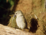 Woodpecker Finch, Using Tool, Galapagos Islands Photographic Print by Mary Plage