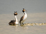 Great Crested Grebe, Pair Displaying, UK Photographie par Mike Powles