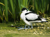 Pied Avocet, Adult Sheltering Young in Plumage, UK Photographie par Mike Powles
