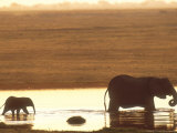 African Elephant, Crossing Chobe River, Botswana Photographie par Richard Packwood