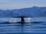 Blue Whale, Raising Flukes, Sea of Cortez Reprodukcja zdjęcia autor Gerard Soury
