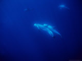Rissos Dophins, Underwater, Azores, Portugal Lámina fotográfica por Gerard Soury