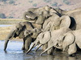 African Elephant, Family Drinking, Botswana Photographie par Mike Powles