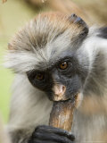 Zanzibar Red Colobus, Adult Eating Charcoal for Minerals, Zanzibar Lámina fotográfica por Mike Powles Zanzibar Red Colobus, Adult Eating Charcoal for Minerals, Zanzibar Lámina fotográfica por Mike Powles