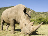White Rhino, Breeding Animal for Introduction Eleswhere in Kenya, Kenya Photographic Print by Mike Powles