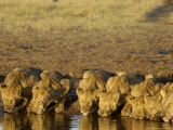 African Lions, Family Drinking, Botswana Photographic Print by Mike Powles
