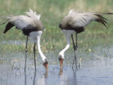 Wattled Crane, Feeding in Shallow Pools Formed by Khwai River, Botswana Photographie par Richard Packwood