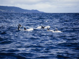 Rissos Dophins at Surface, Azores, Portugal Lámina fotográfica por Gerard Soury