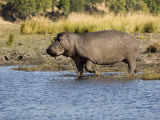 Hippopotamus, Adult Entering Water, Botswana Photographic Print by Mike Powles